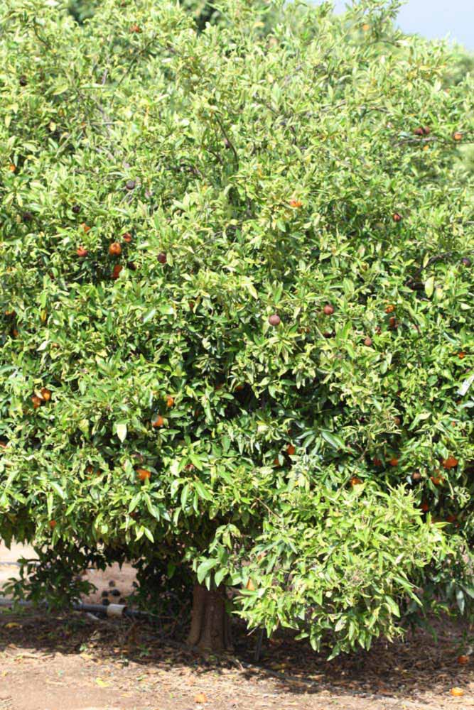            Habit (Riverside, CA)   